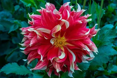flores