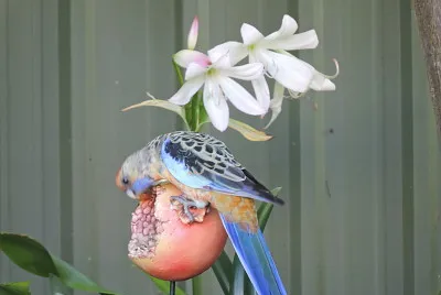 general