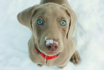 dog snow jigsaw puzzle
