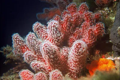 Alcyonium