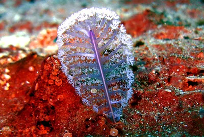 Pennatulacea