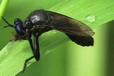 Dioctria atracapilla