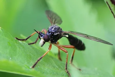 Dioctria cothurnata