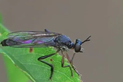Dioctria hyalipennis