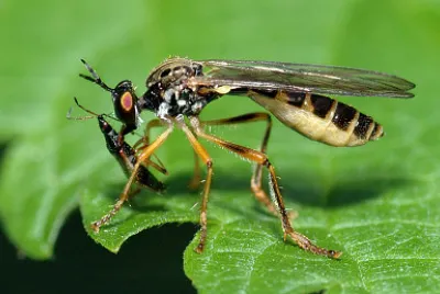 Dioctria linearis