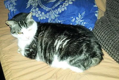 chats jigsaw puzzle