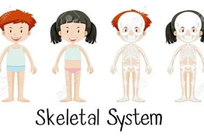 sistema oseo