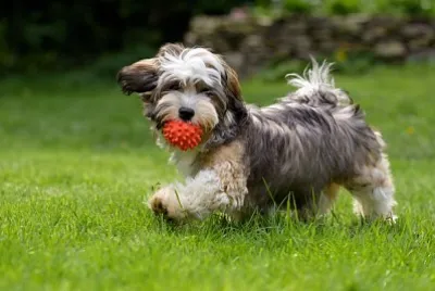 Dogs