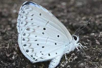 Celastrina argiolus