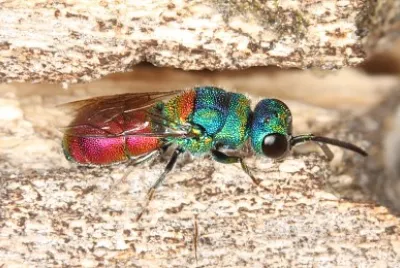 Churysididae