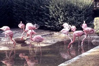flamand rose