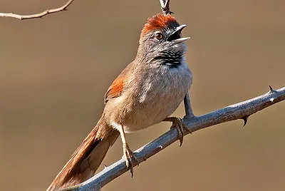 Synallaxis albescens