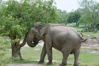 Elefante dello sri lanka jigsaw puzzle