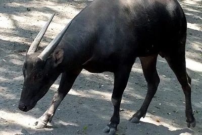Anoa