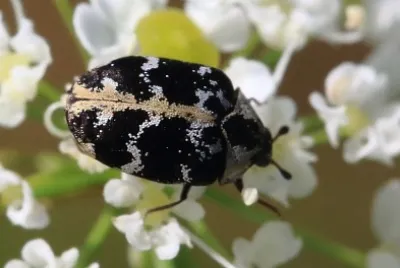 Anthrenus scrophulaire