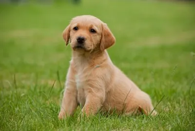 perrito