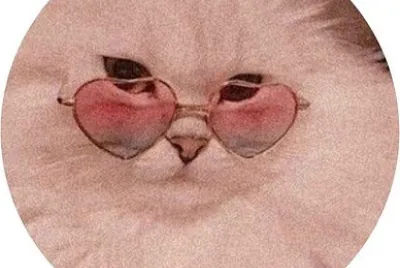 gato