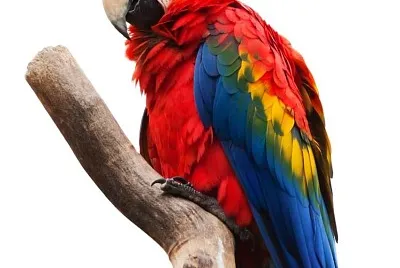 natural jigsaw puzzle