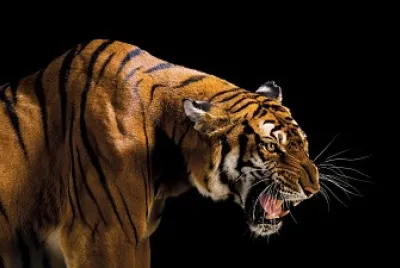tigre