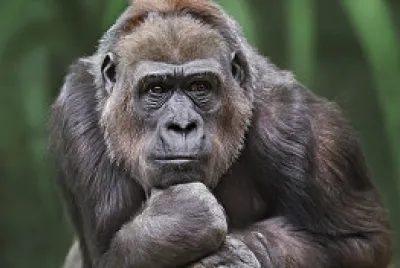 macaco jigsaw puzzle