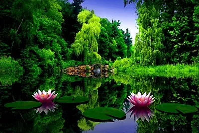 flores - Flor de loto