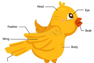 PARTS OF BIRDS
