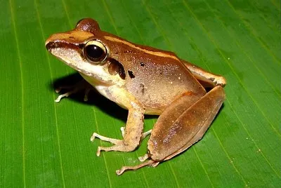 Craugastor longilostris jigsaw puzzle