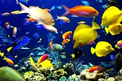 animales del mar