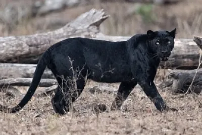 Black Panther