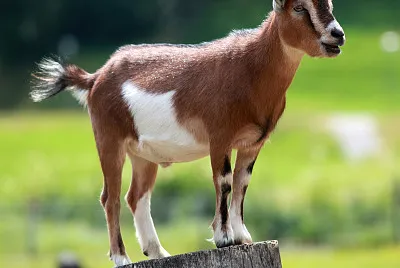 Goat