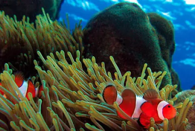 relaÃ§Ãµes ecolÃ³gicas 1