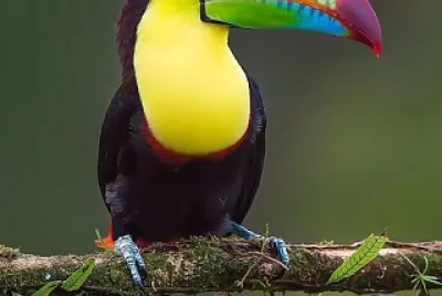 cores jigsaw puzzle