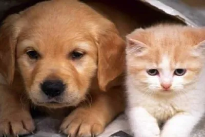 PET jigsaw puzzle