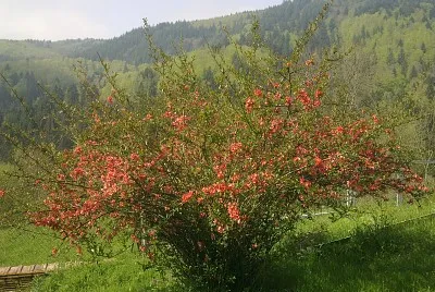 BlÃ¼tenstrauch