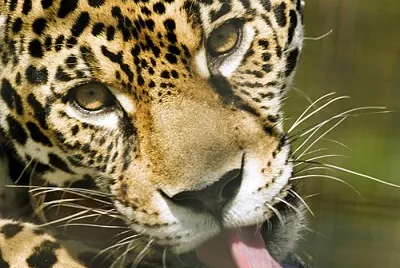 Big Cat jigsaw puzzle