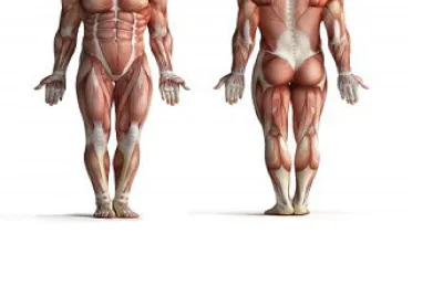 MÃšSCULOS DEL CUERPO HUMANO