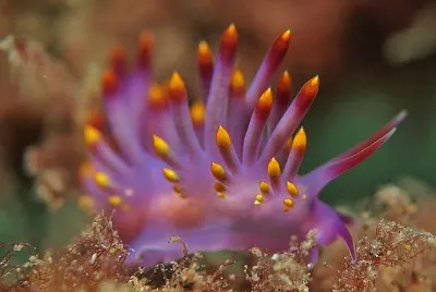 Trinchesia sibogae
