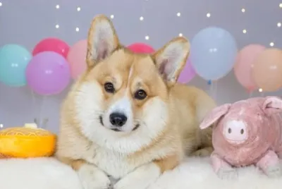 cachorrinho