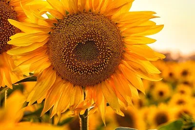 flores jigsaw puzzle