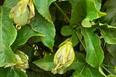 natureza e famÃ­lia