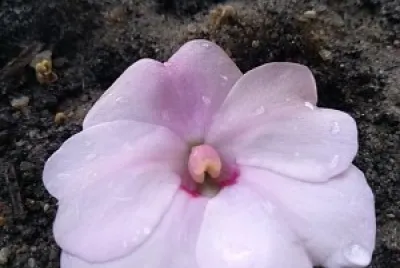 natureza e famÃ­lia
