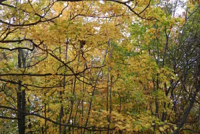 COLOR CHANGE jigsaw puzzle