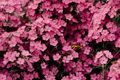 Butterfly on Flowers