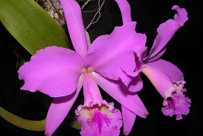 orquÃ­dea
