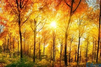 Bosque templado jigsaw puzzle