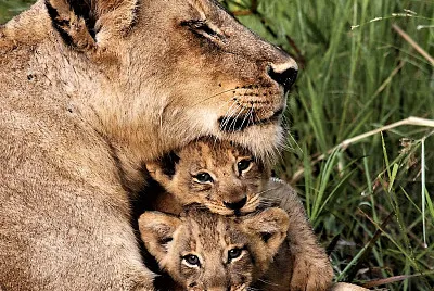 mom #316