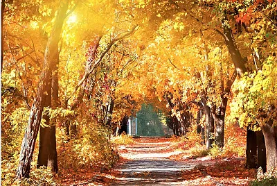 autumn#240 jigsaw puzzle