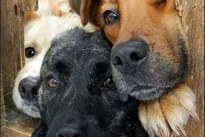 perros