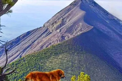 perro