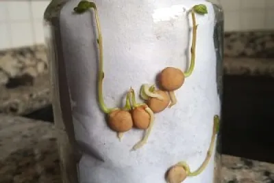 Plantas